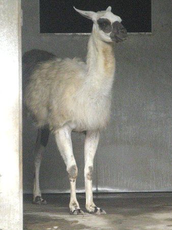 ラマ Llama かぎけんweb ラマ Llama かぎけんweb