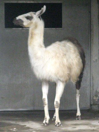 ラマ（Llama）