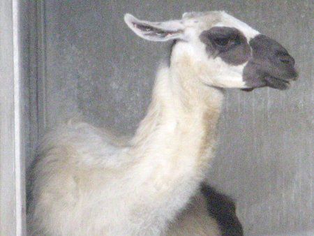 ラマ Llama かぎけんweb