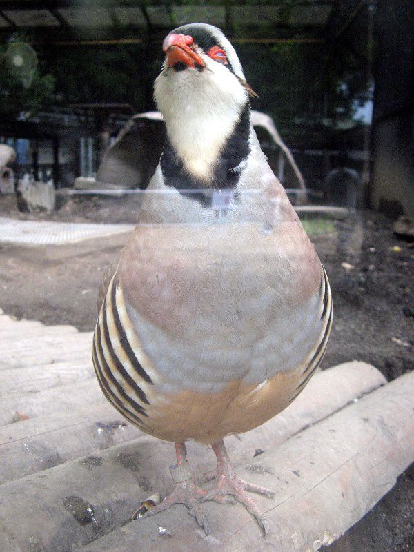 上野動物園の鳥 09年8月9日 かぎけんweb