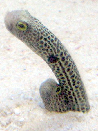 ニシキアナゴ 錦穴子 かぎけんweb ニシキアナゴ 錦穴子 かぎけんweb