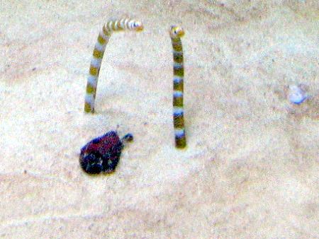 ニシキアナゴ 錦穴子 かぎけんweb