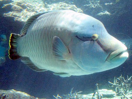 メガネモチノウオ 眼鏡持ちの魚 かぎけんweb メガネモチノウオ 眼鏡持ちの魚 かぎけんweb
