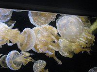 タコクラゲ(蛸蛸母、蛸海月)【かぎけんWEB】