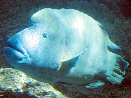 メガネモチノウオ 眼鏡持ちの魚 かぎけんweb メガネモチノウオ 眼鏡持ちの魚 かぎけんweb