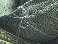 jZSCVEc{ƃAJV}VqQGr(ԎȔECV)