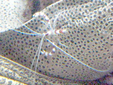 jZSCVEc{ƃAJV}VqQGr(ԎȔECV)