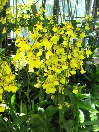 IVWE(Oncidium)