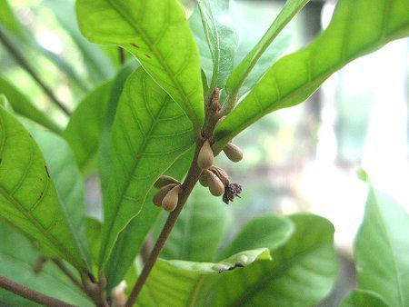 ~Nt[ciMiracle fruitj