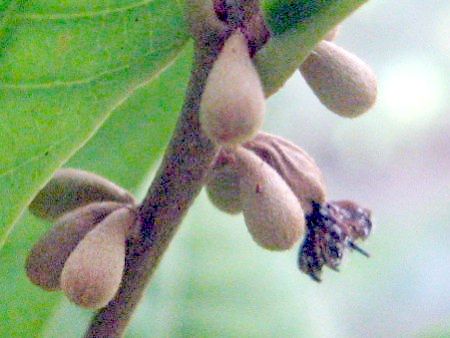 ~Nt[ciMiracle fruitj