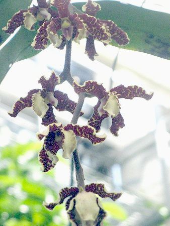 fBtHLXE[EB(Dimorphorchis lowii)