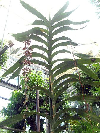 fBtHLXE[EB(Dimorphorchis lowii)