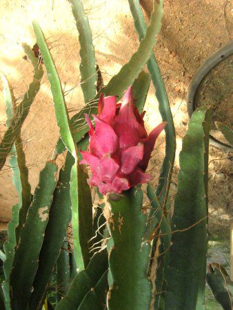 ドラゴンフルーツ Dragon Fruit かぎけんweb ドラゴンフルーツ Dragon Fruit かぎけんweb