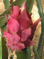 hSt[cʎ(Dragon fruit)