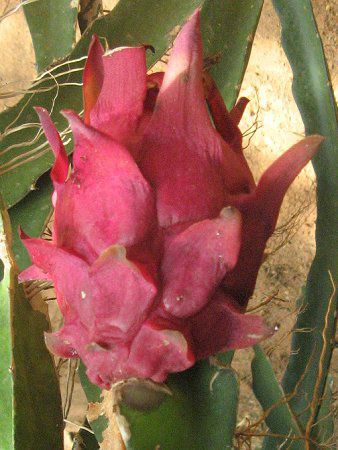 hSt[c(Dragon fruit)