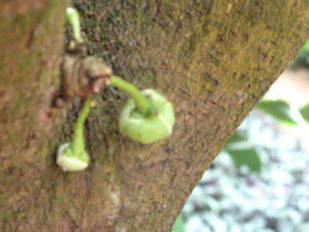 トゲバンレイシ 棘蕃茘枝 かぎけんweb