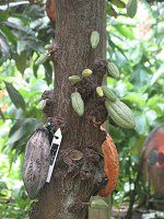 JJI(Cacao)