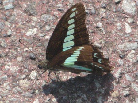 アゲハチョウ上科