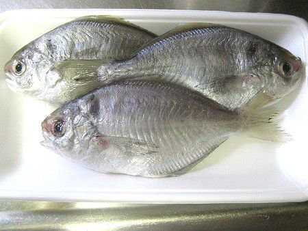 エボダイ 疣鯛 Butterfish Ebodai かぎけんweb