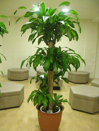 コウフクノキ 幸福の木 かぎけんweb ドラセナ フレグランス マッサンゲアナ Dracaena Fragrans コウフクノキ 幸福の木 かぎけんweb ドラセナ フレグランス マッサンゲアナ Dracaena Fragrans