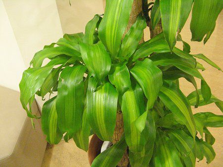 コウフクノキ 幸福の木 かぎけんweb ドラセナ フレグランス マッサンゲアナ Dracaena Fragrans