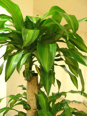 コウフクノキ 幸福の木 かぎけんweb ドラセナ フレグランス マッサンゲアナ Dracaena Fragrans