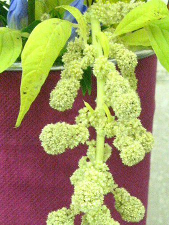 アマランサス カウダツス Amaranthus Caudatus かぎけんweb アマランサス カウダツス Amaranthus Caudatus かぎけんweb
