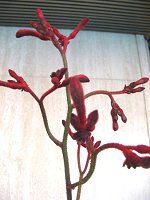 JK[|[(Kangaroo paw) 