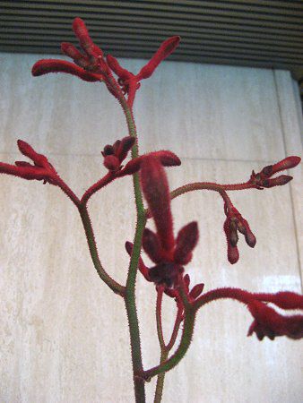 JK[|[(Kangaroo paw) 