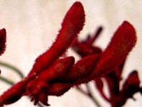 JK[|[(Kangaroo paw) 