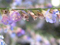 nCubhEjE(Hybrid Limonium) 