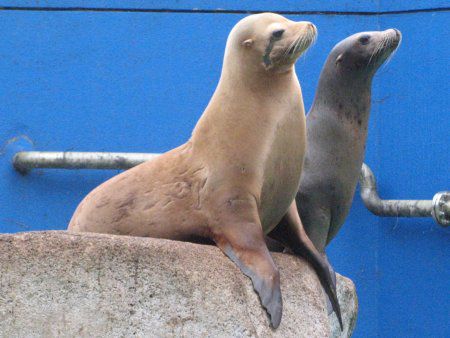 カリフォルニアアシカ California海驢 かぎけんweb