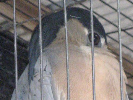 �q���n�V�T�M