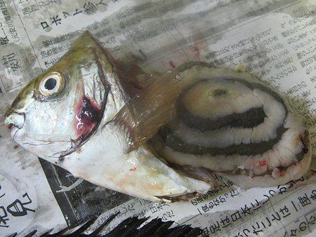 驚くばかりアイゴ 釣り 最高の花の画像