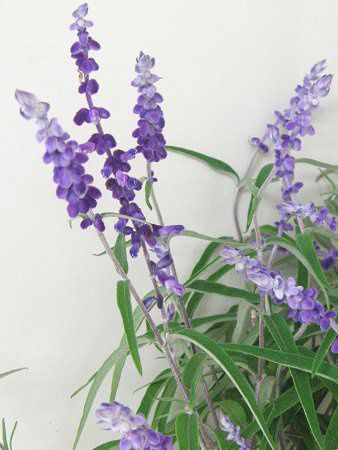 TrAEEJT(Salvia leucantha)