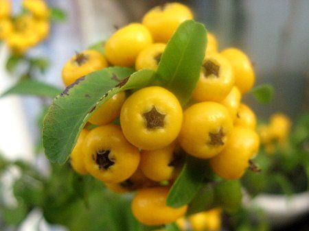 sJT(Pyracantha)
