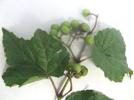 カラフルな宝石のよう ノブドウ 野葡萄 かぎけんweb カラフルな宝石のよう ノブドウ 野葡萄 かぎけんweb
