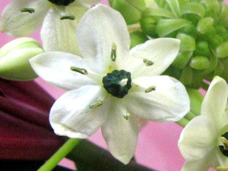 オーニソガラム アラビカム Ornithogalum Arabicum かぎけんweb