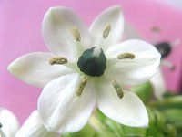 10月の花 2 09年 かぎけんweb 10月の花 2 09年 かぎけんweb