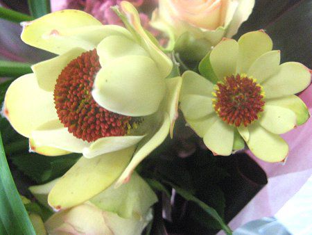 Leucadendron Discolor30