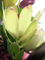 Leucadendron Discolor