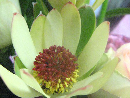 Leucadendron Discolor30