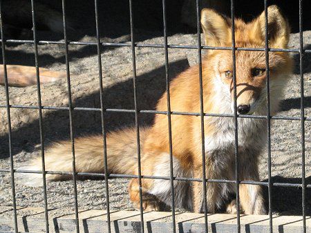 きたきつねページになります＊ Cheng-Ren🦊🐺 on X: 