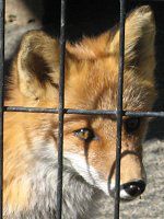 きたきつねページになります＊ Cheng-Ren🦊🐺 on X: 