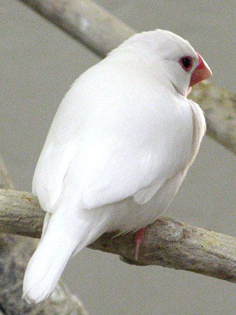 ハクブンチョウ 白文鳥 かぎけんweb