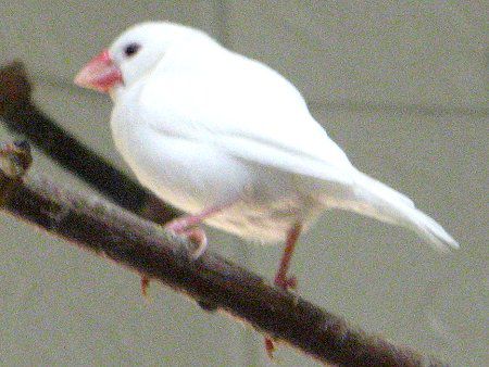 ハクブンチョウ 白文鳥 かぎけんweb