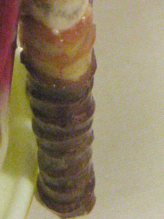 RfBlEe~iX 'AC`AJ(m')s