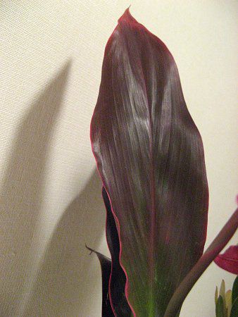 コルディリネ テルミナリス アイチアカ Cordyline Terminalis 愛知赤 かぎけんweb