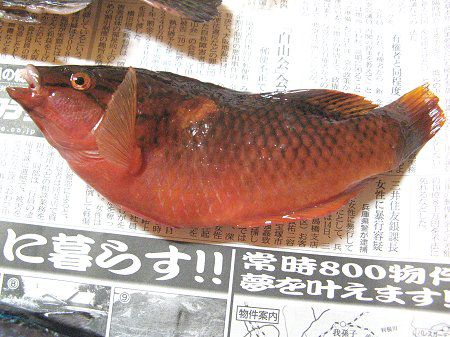 މ-AJTTmnxiԍ̗t{ǁj