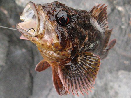 ムラソイ 斑曹以 かぎけんweb ムラソイ 斑曹以 かぎけんweb